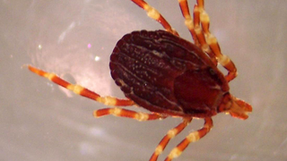 Esta especie invasiva de garrapata gigante detecta y persigue a sus víctimas desde decenas de metros